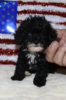 Billy  (Tiny boy), a male Poodle - Toy  for sale in Lovely, KY – Photo 4 of 6
