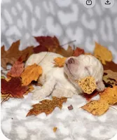 Casper, a male Poodle - Toy  for sale in Lovely, KY – 2 of 3