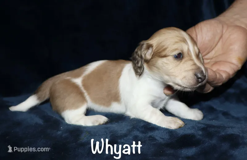 Whyatt (Longhaired) – Miniature Dachshund puppy for sale in Lovely, KY