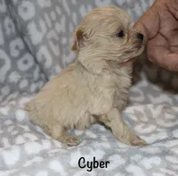 Cyber, a male Poodle - Toy  for sale in Lovely, KY – 4 of 5