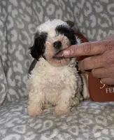 Millie, a female Poodle - Miniature  for sale in Lovely, KY – 4 of 7