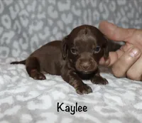 Kaylee (tiny girl), a female Miniature Dachshund for sale in Lovely, KY – 8 of 10