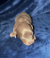 Cora, a female Miniature Dachshund for sale in Lovely, KY – 1 of 4
