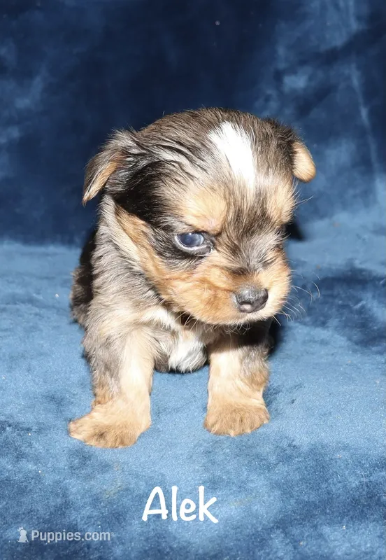 Alek. (Merle) – Yorkshire Terrier puppy for sale in Lovely, KY