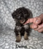 Dennis tiny dark brown phantom, a male Poodle - Toy  for sale in Lovely, KY – 6 of 7