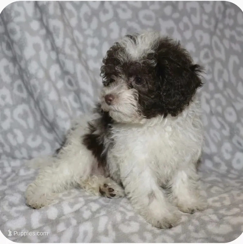 Itsy  tiny girl – Poodle - Toy  puppy for sale in Lovely, KY