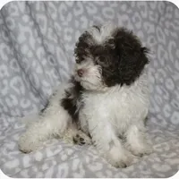 Itsy  tiny girl 4 lbs full grown t, a female Poodle - Toy  for sale in Lovely, KY – 1 of 9