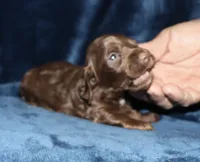Kayne (LH), a male Miniature Dachshund for sale in Lovely, KY – 4 of 7