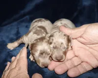 Corabeth LH Isabella dapple, a female Miniature Dachshund for sale in Lovely, KY – 3 of 9