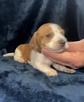 Chase, a male Miniature Dachshund for sale in Lovely, KY – 3 of 4