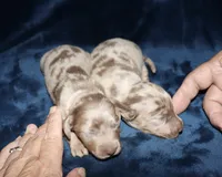 Corabeth LH Isabella dapple, a female Miniature Dachshund for sale in Lovely, KY – 7 of 9