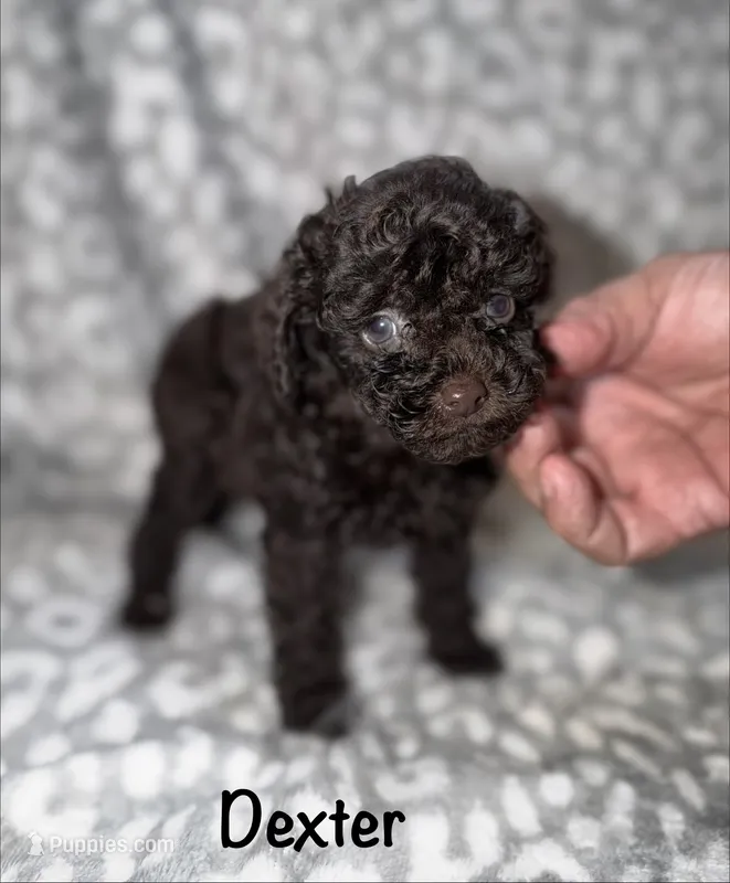 Dexter. Dark brown – Poodle - Toy  puppy for sale in Lovely, KY