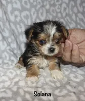 Tiny Solana - Parti factor, a female Yorkshire Terrier for sale in Lovely, KY – 5 of 9