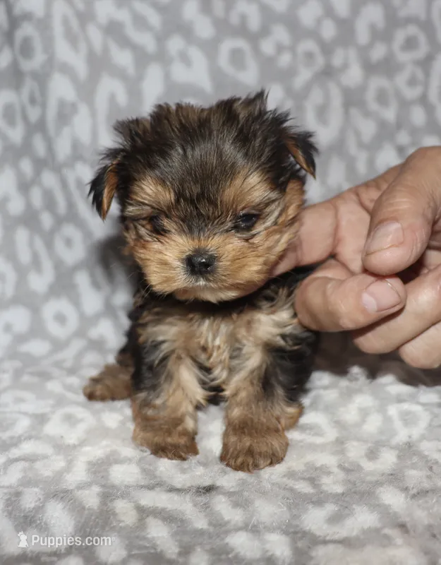 Tiny Sondra – Yorkshire Terrier puppy for sale in Lovely, KY