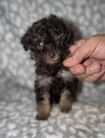 Dennis tiny dark brown phantom, a male Poodle - Toy  for sale in Lovely, KY – 7 of 7