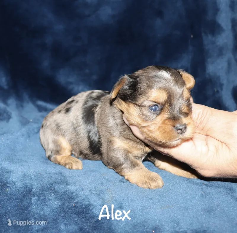 Alex.  ( merle) – Yorkshire Terrier puppy for sale in Lovely, KY