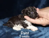 Paint, a male Poodle - Toy  for sale in Lovely, KY – 2 of 7