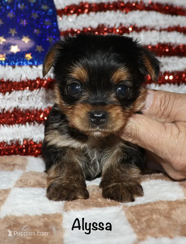 Alyssa – Yorkshire Terrier puppy for sale in Lovely, KY