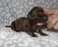 Kaylee (tiny girl), a female Miniature Dachshund for sale in Lovely, KY – 10 of 10