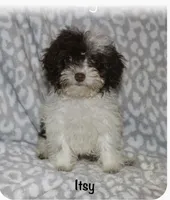 Itsy  tiny girl 4 lbs full grown t, a female Poodle - Toy  for sale in Lovely, KY – 4 of 9
