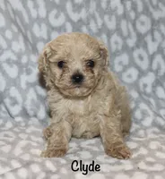 Clyde tiny -4lbs, a male Poodle - Toy  for sale in Lovely, KY – 5 of 6