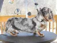Isaac (LH), a male Miniature Dachshund for sale in Lovely, KY – Photo 8 of 8