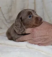 Isaac (LH) Isabella, a male Miniature Dachshund for sale in Lovely, KY – Photo 7 of 7