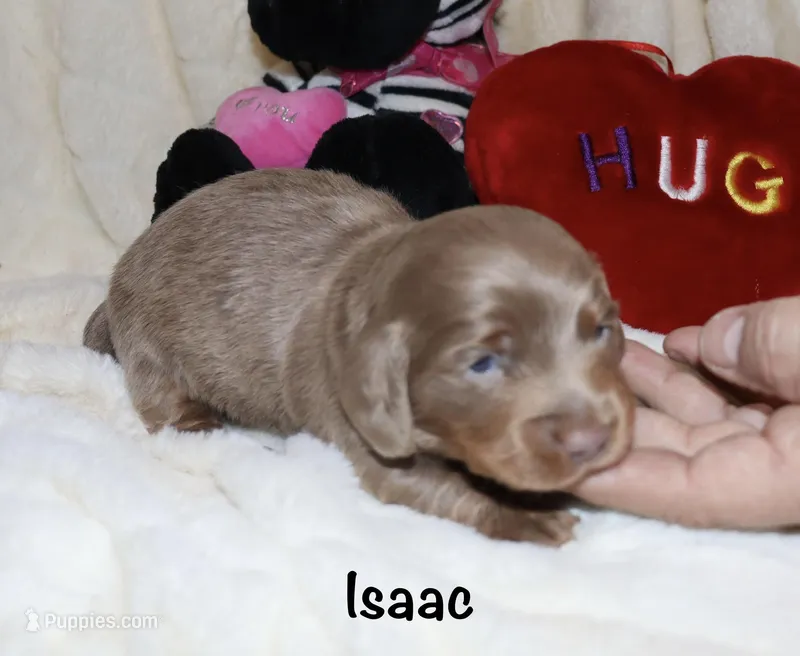 Isaac (LH)