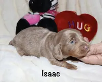 Isaac (LH), a male Miniature Dachshund for sale in Lovely, KY – Photo 3 of 8