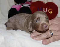 Isaac (LH), a male Miniature Dachshund for sale in Lovely, KY – Photo 5 of 8