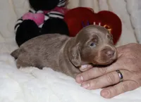 Isaac (LH), a male Miniature Dachshund for sale in Lovely, KY – Photo 6 of 8