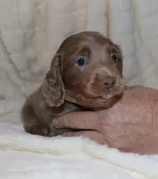 Isaac (LH) Isabella, a male Miniature Dachshund for sale in Lovely, KY – Photo 1 of 7