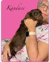 Kanishka (longhaired) isabella, a female Miniature Dachshund for sale in Lovely, KY – 10 of 10