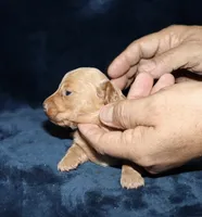 Gerick - LH, a male Miniature Dachshund for sale in Lovely, KY – 3 of 7