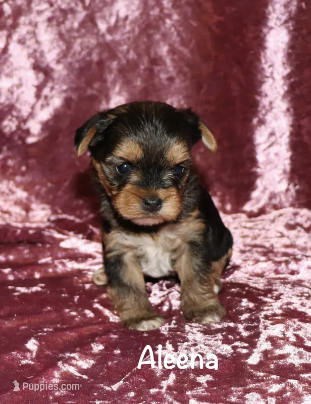 Aleena – Yorkshire Terrier puppy for sale in Lovely, KY