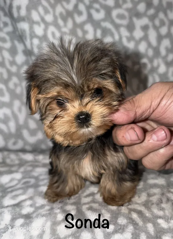 Tiny Sondra – Yorkshire Terrier puppy for sale in Lovely, KY