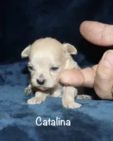 Catalina, a female Poodle - Toy  for sale in Lovely, KY – 3 of 7