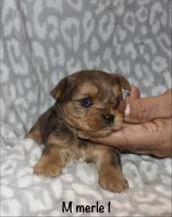 Solly - Merle male 1, a male Yorkshire Terrier for sale in Lovely, KY – 3 of 6