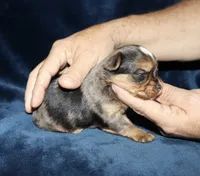 Alek. (Merle), a male Yorkshire Terrier for sale in Lovely, KY – 8 of 8