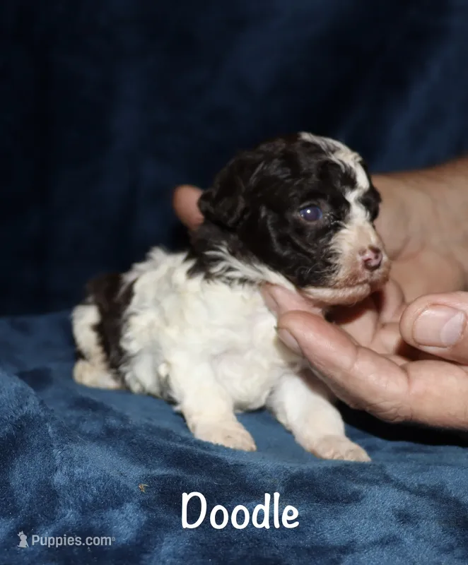 Doodle – Poodle - Toy  puppy for sale in Lovely, KY