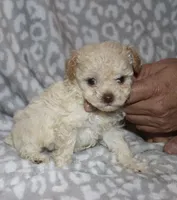 Casper tiny male 4 lbs, a male Poodle - Toy  for sale in Lovely, KY – 6 of 9