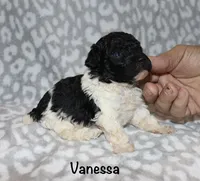 Vanessa, a female Poodle - Toy  for sale in Lovely, KY – 5 of 7