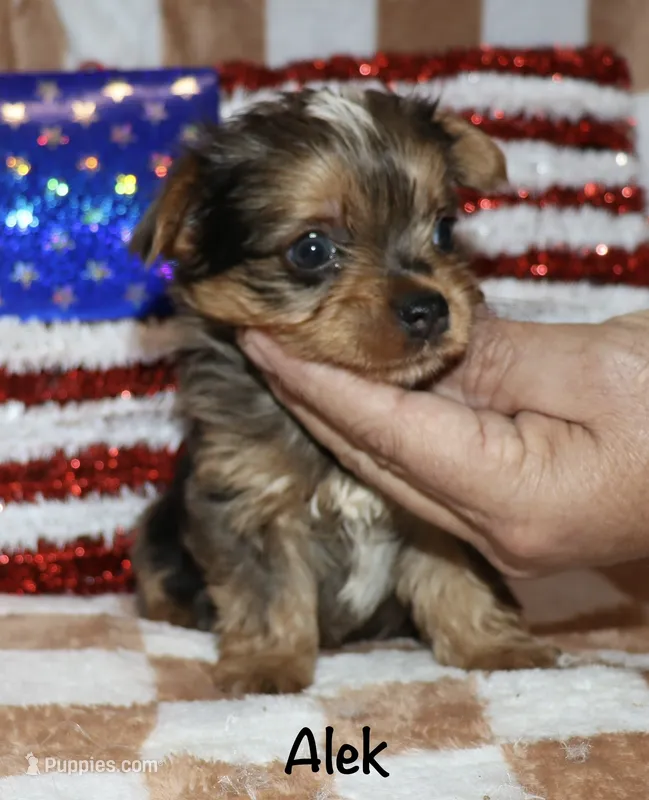 Alek. (Merle) – Yorkshire Terrier puppy for sale in Lovely, KY