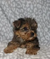 Solly - Merle male 1, a male Yorkshire Terrier for sale in Lovely, KY – 1 of 6