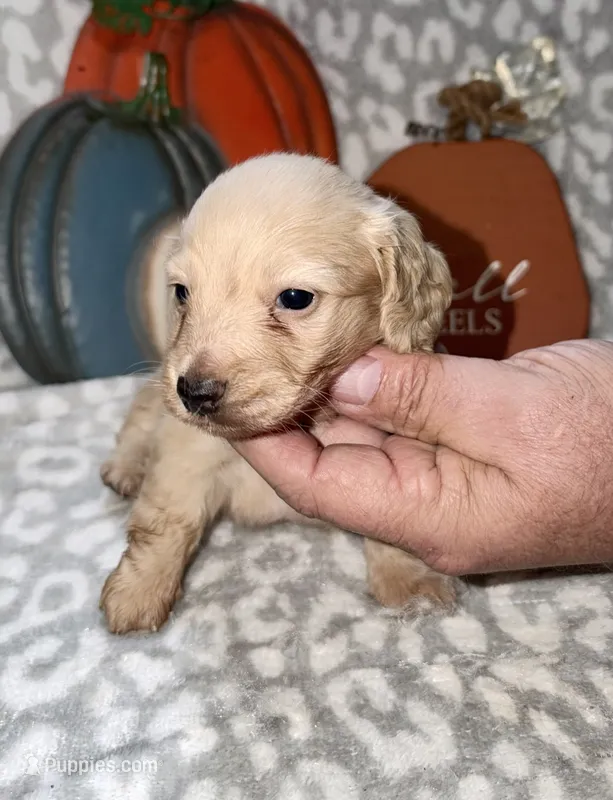 Tibbs – Miniature Dachshund puppy for sale in Lovely, KY
