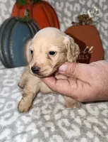 Tibbs, a male Miniature Dachshund for sale in Lovely, KY – 1 of 6
