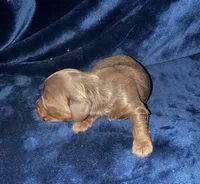 Cora, a female Miniature Dachshund for sale in Lovely, KY – 3 of 4