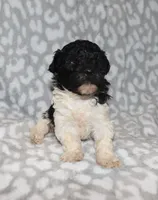 Vanessa, a female Poodle - Toy  for sale in Lovely, KY – 7 of 7
