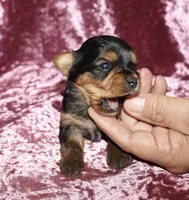 Alesia, a female Yorkshire Terrier for sale in Lovely, KY – 5 of 7