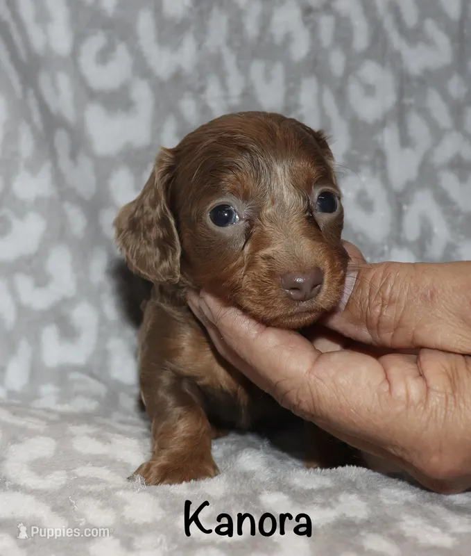 Kanora (longhaired) isabella – Miniature Dachshund puppy for sale in Lovely, KY